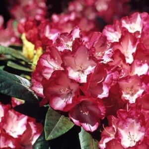 Rhododendronblüte in Grüngräbchen