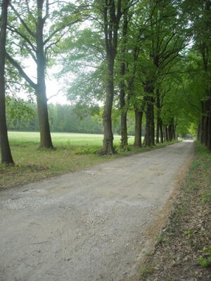 Teichlauf in Zeisholz