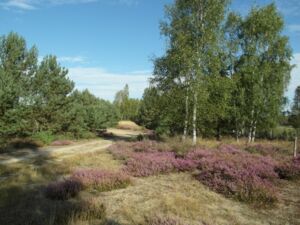 Das Naturschutzgebiet "Königsbrücker Heide"